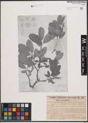 Foto von Salix crataegifolia Bertol.